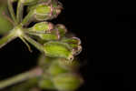 Coastal plain angelica